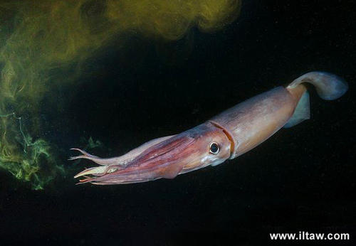 海螵蛸图片